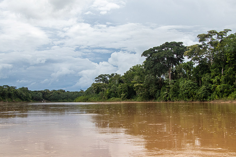 Medio Ambiente - Bosque amazónico