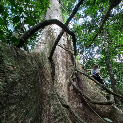 Gran árbol de shihuahuaco