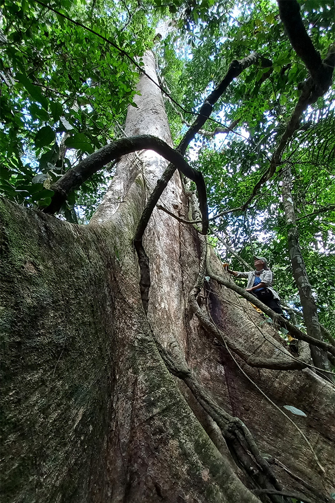 Gran árbol de shihuahuaco