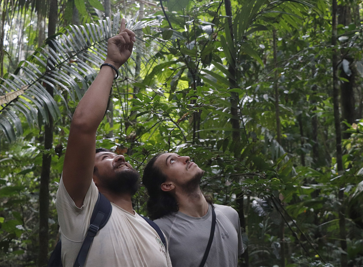 Censando grandes árboles en el bosque amazónico 