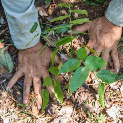 Día de la educación ambiental